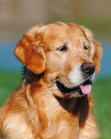 Old Lyme's Golden Retriever Puppies, CT